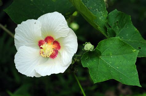 芙蓉是什麼花|專題文章:山芙蓉 